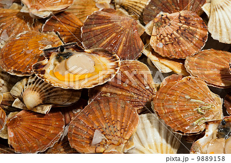 Fresh scallops 9889158