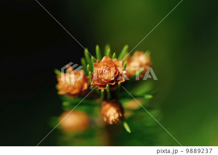 Forest rose Forest rose 9889237