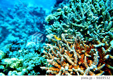 Group of coral fish  water. 9889532