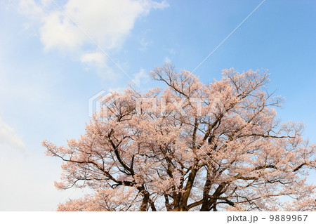 安富桜 9889967