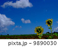 ひまわりと青い空(後ろ向き) 9890030