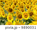 ひまわり畑 9890031