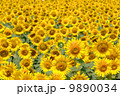 ひまわり畑 9890034