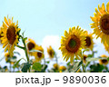 ひまわり畑と青い空 9890036