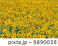 ひまわり畑 9890038