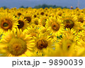 ひまわり畑と青い空 9890039