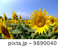 ひまわり畑と青い空 9890040