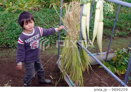 稲刈り風景（稲の束を乾燥させるシーン） 9890209