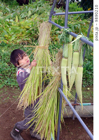 稲刈り風景(稲の束を乾燥させるシーン) 稲刈り風景(稲の束を乾燥させるシーン) 9890210