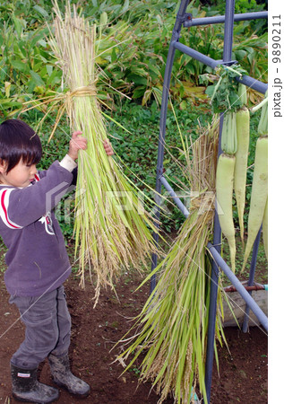 稲刈り風景(稲の束を乾燥させるシーン) 稲刈り風景(稲の束を乾燥させるシーン) 9890211
