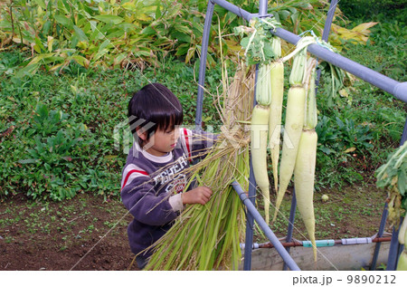 稲刈り風景（稲の束を乾燥させるシーン） 9890212