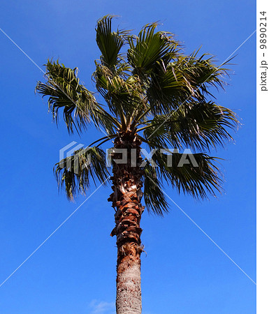 シティポップの写真 9890214