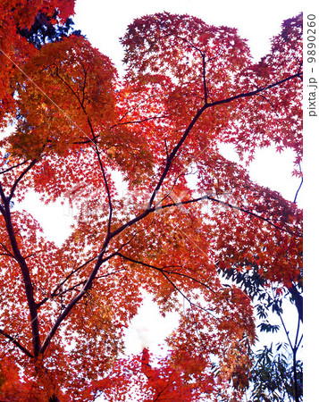 京都の秋 9890260