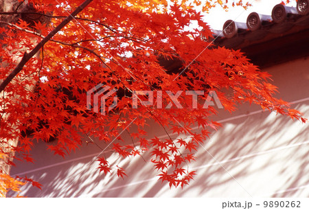 京都の秋 9890262