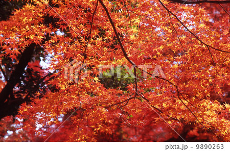 京都の秋 9890263