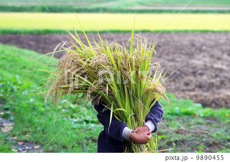 稲刈り風景（稲の束を運ぶシーン） 9890455