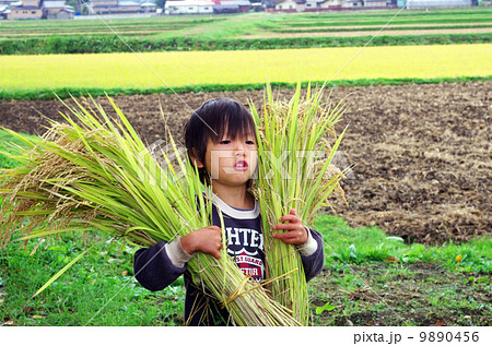 稲刈り風景（稲の束を運ぶシーン） 9890456