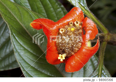 Hot lips plant (Psychotria tomentosa). A rainforest understory plant, Ecuador Hot lips plant (Psychotria tomentosa). A rainforest understory plant, Ecuador 9890566