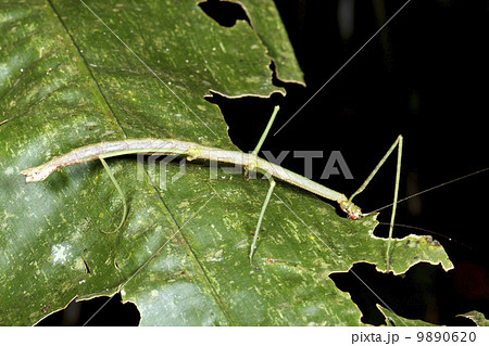 Green stick insect eating a leaf in the rainforest understory, Ecuador 9890620
