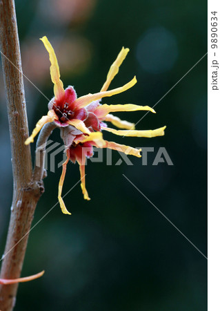 マンサク 9890634