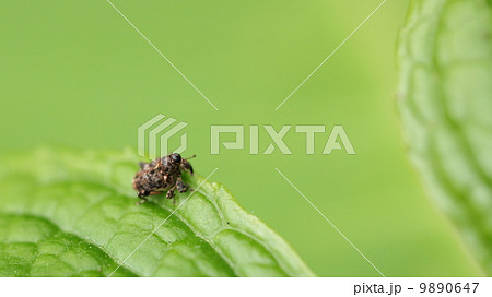 生き物 昆虫 小さいモンスター でもかわいいトゲハラヒラセクモゾウムシの写真素材