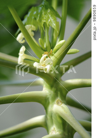 パパイアの花 パパイアの花 9890659