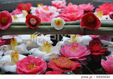椿の花 法然院にて 椿の花 法然院にて 9890680