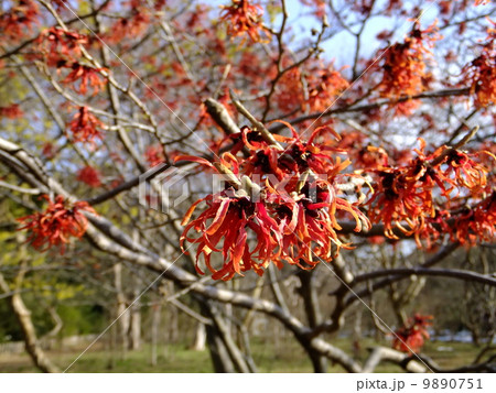 赤いまんさく 9890751