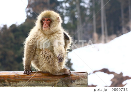 ニホンザル／地獄谷野猿公苑 9890758