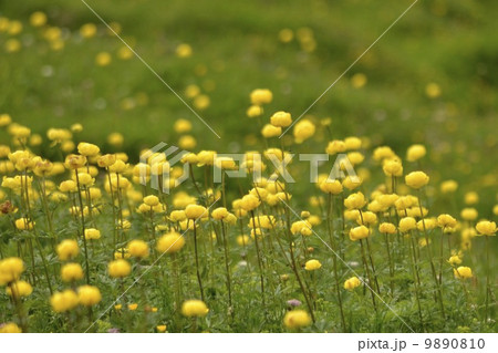 トロールブルーメ 9890810