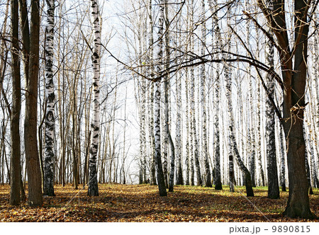 Autumn forest 9890815
