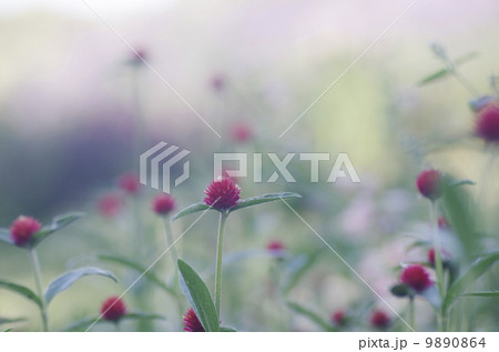 センニチコウ センニチコウ 9890864