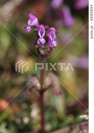 自然 植物 ホトケノザ ですが 春の七草 ではありませんの写真素材 904