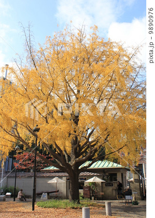 横浜開港広場のイチョウ 横浜開港広場のイチョウ 9890976