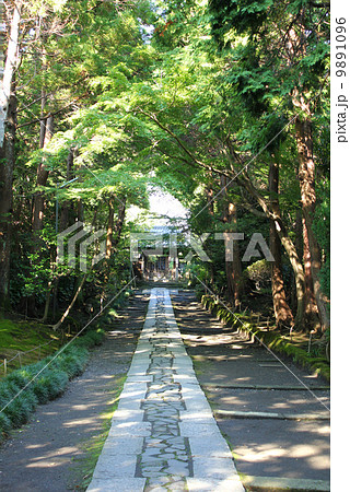 寿福寺の参道 寿福寺の参道 9891096