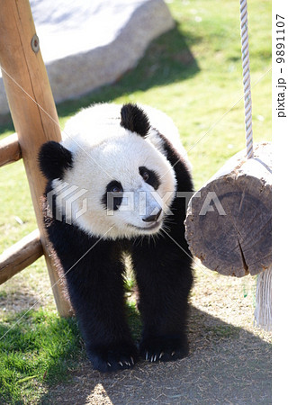 笑顔のパンダの写真素材 [9891107] - PIXTA
