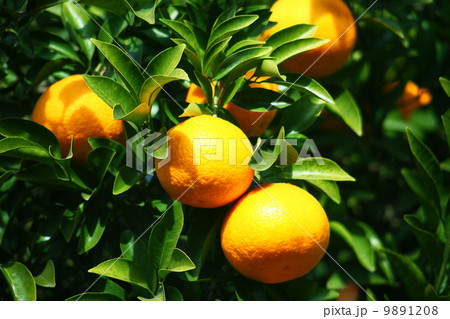 果物　夏みかん 9891208