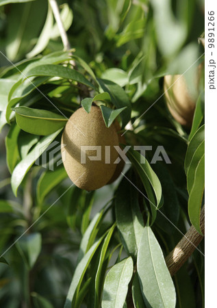 サポジラ 9891266