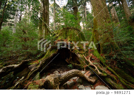 ウィルソン株 9891271