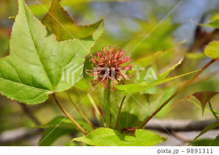 フウの花 9891311
