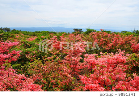 栃木県　那須町　那須高原　八幡つつじ群落 9891341
