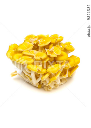 タモギタケ-Pleurotus cornucopiae タモギタケ-Pleurotus cornucopiae 9891382