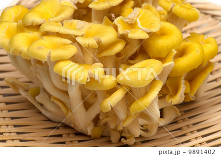 タモギタケ-Pleurotus cornucopiae タモギタケ-Pleurotus cornucopiae 9891402