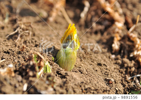 福寿草の蕾 9891556