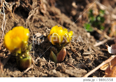 福寿草の蕾 9891558
