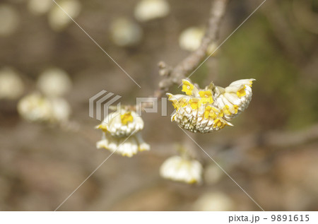 ミツマタの花 9891615