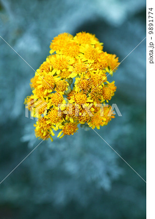 シロタエギクの花 9891774