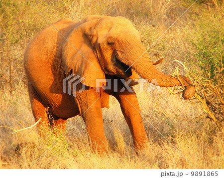 アフリカゾウ アフリカゾウ 9891865
