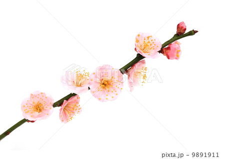 梅の花 9891911