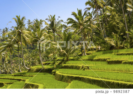 Kind on rice terraces, Bali, Indonesia Kind on rice terraces, Bali, Indonesia 9892387